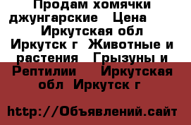 Продам хомячки джунгарские › Цена ­ 100 - Иркутская обл., Иркутск г. Животные и растения » Грызуны и Рептилии   . Иркутская обл.,Иркутск г.